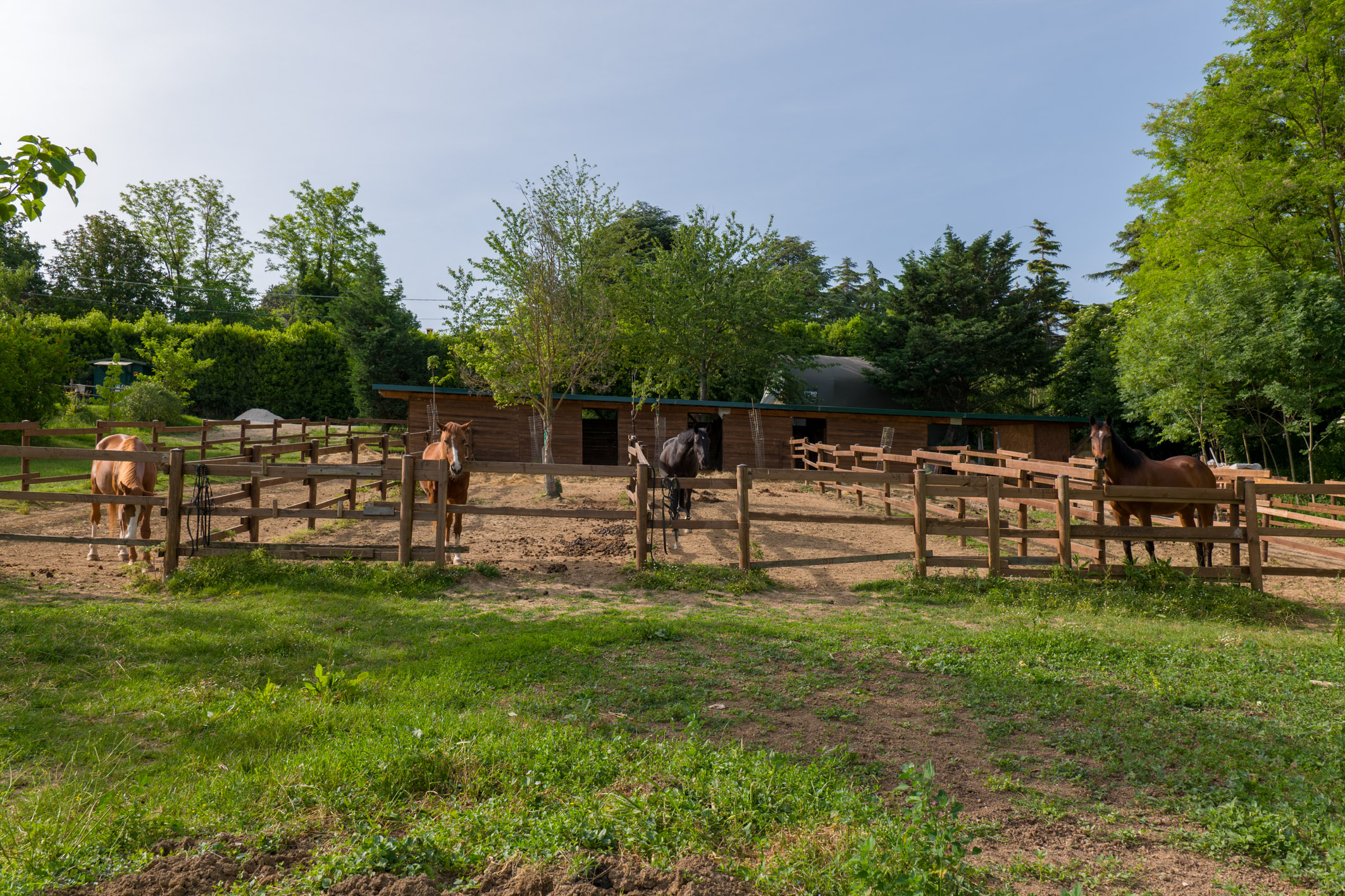 centro-estivo-ippogrifo-rimini